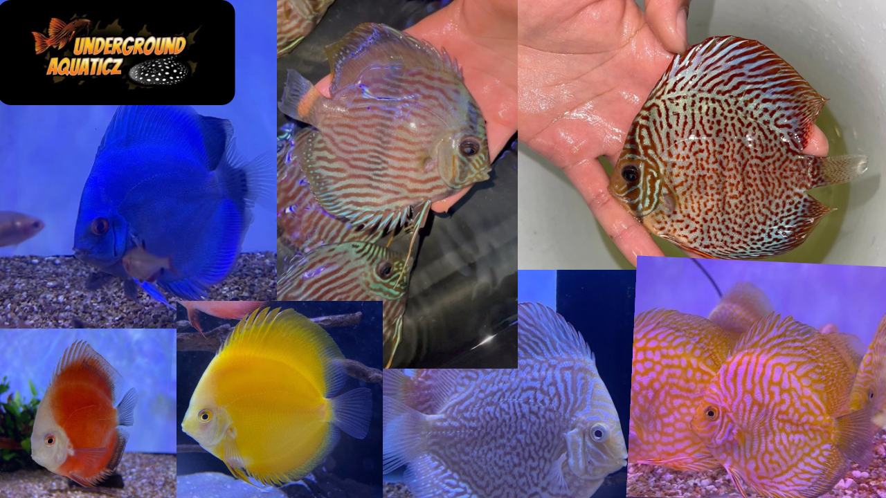 Fish – undergroundaquaticz