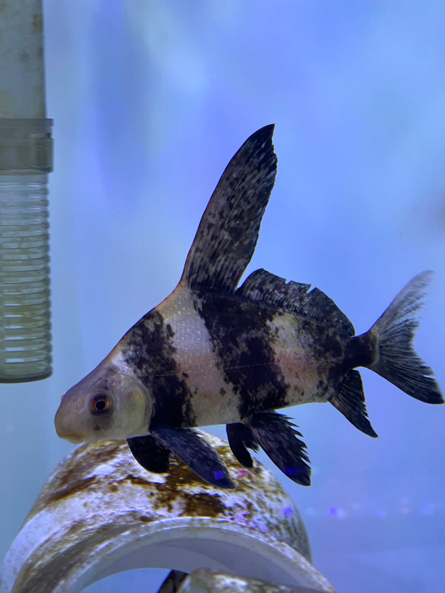 Pond Fish