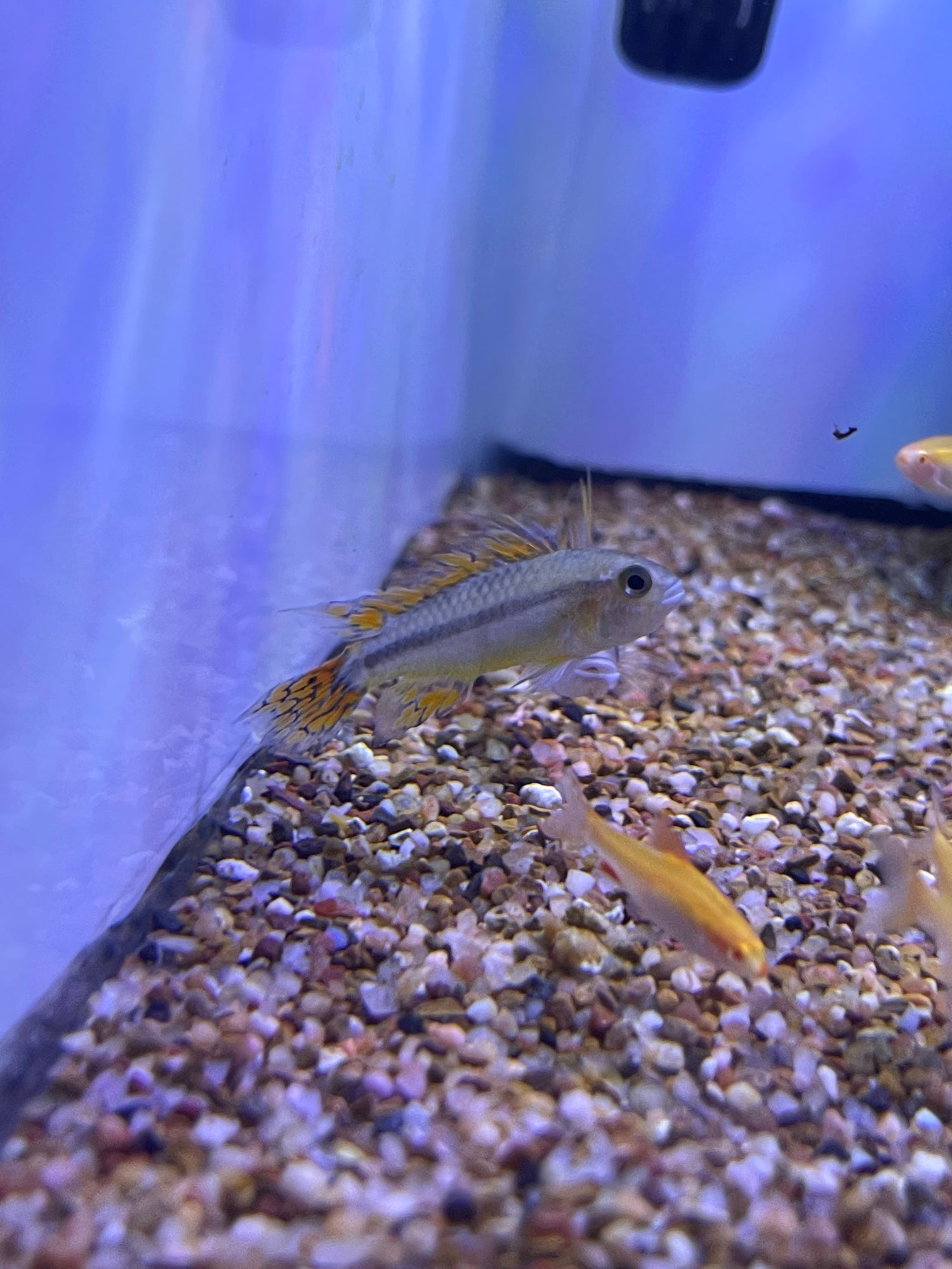 Dwarf Cichlids
