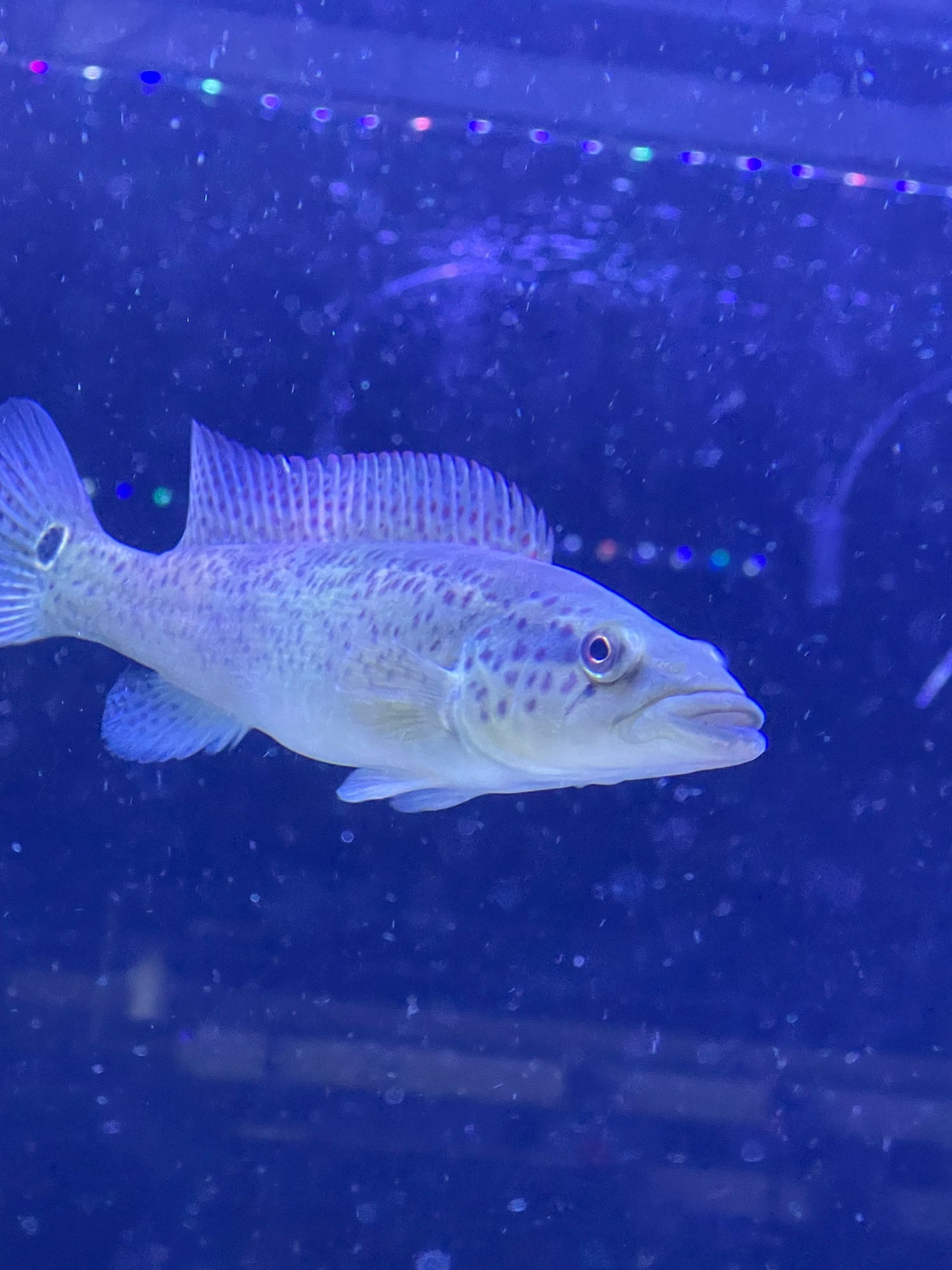 Central and South American Cichlids