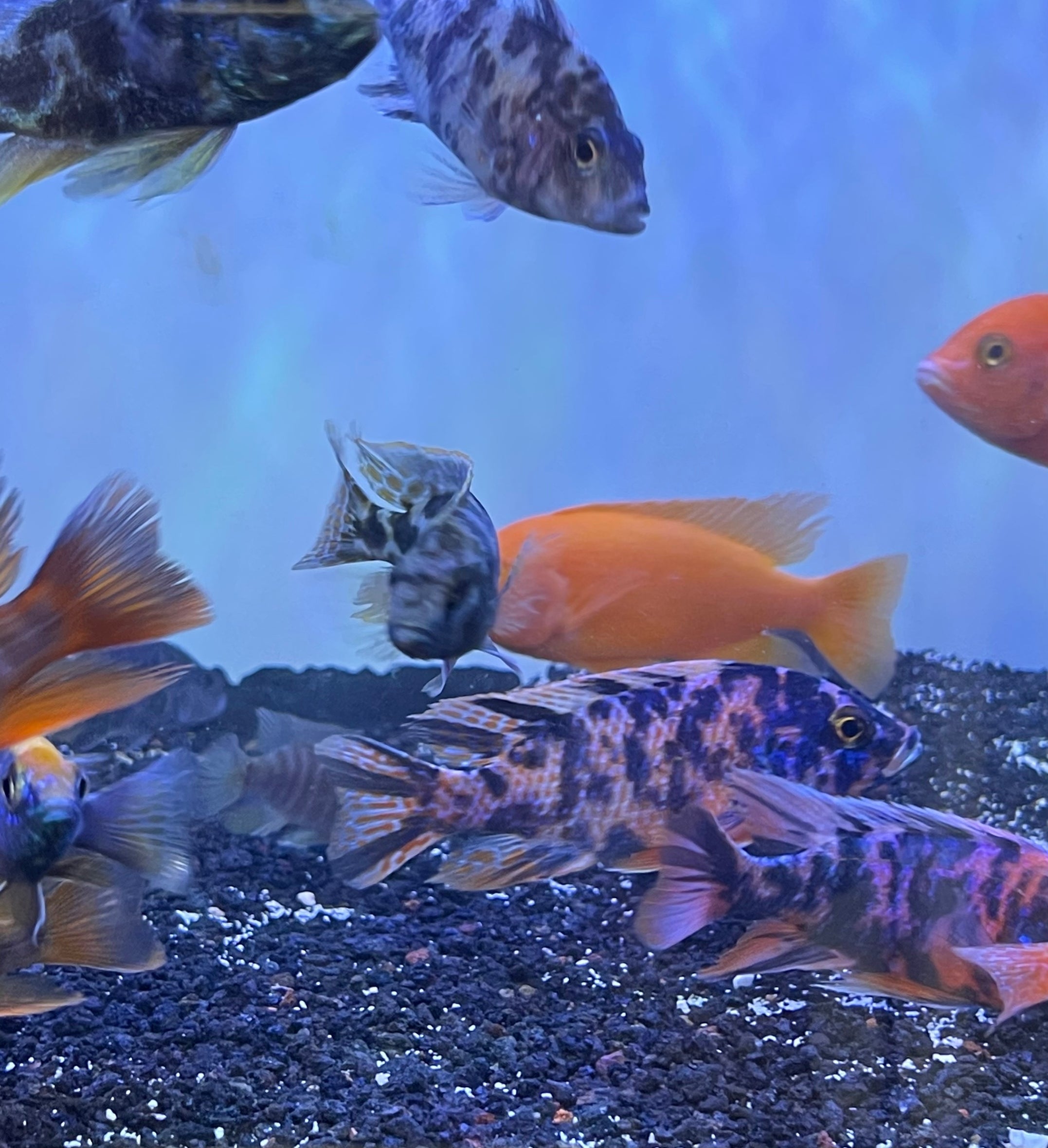 ALL MALAWI CICHLIDS visual data 5