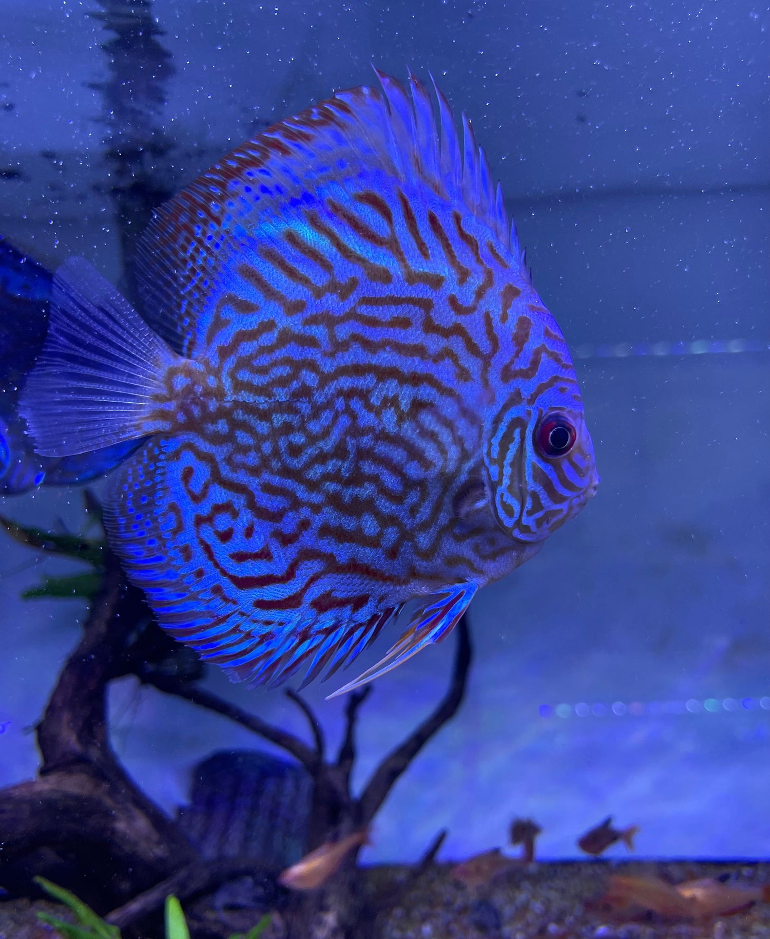 Discus/Angelfish