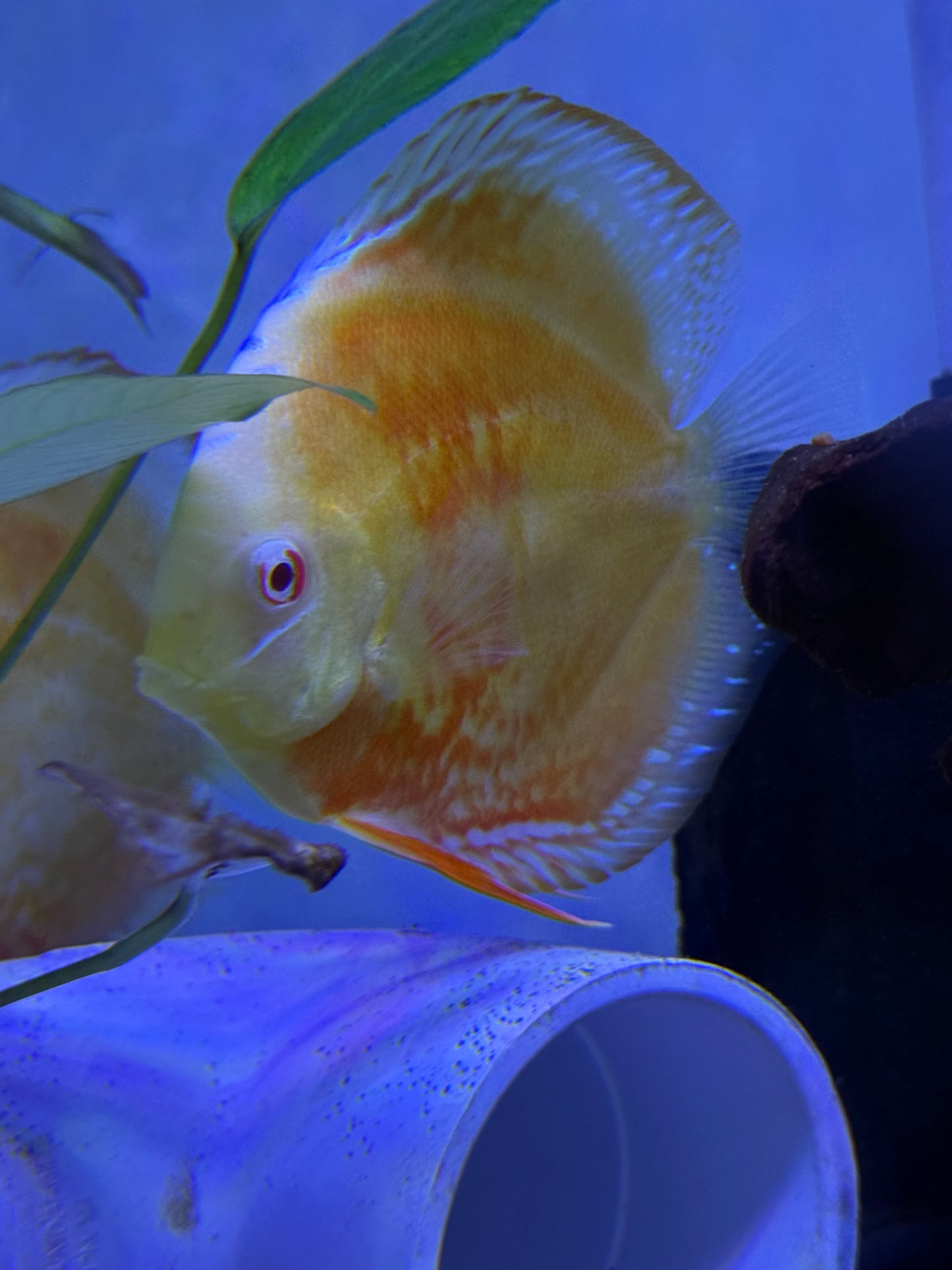 Albino Turquoise Discus