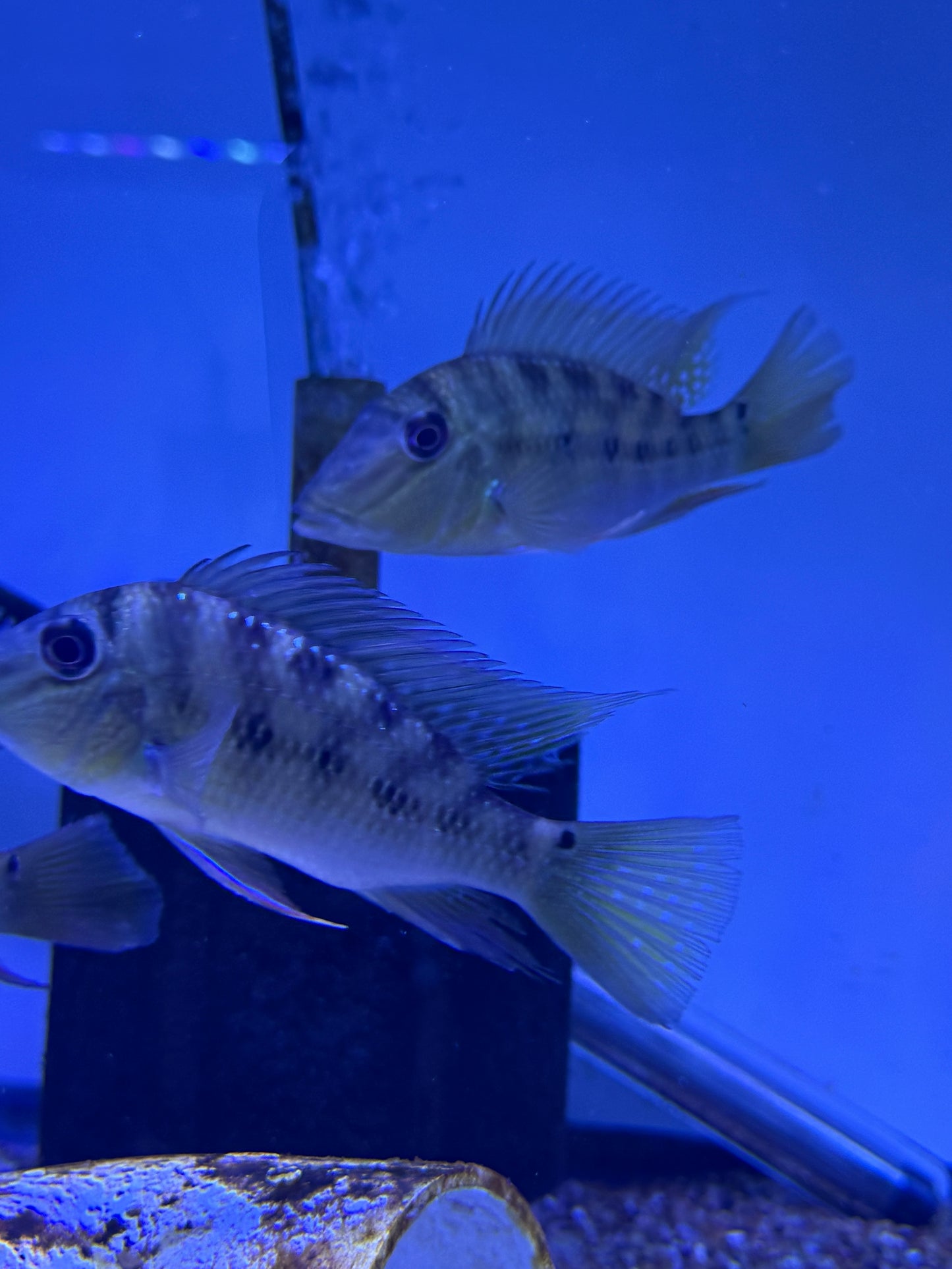 Satanoperca pappaterra Geophagus Pantanal eartheater
