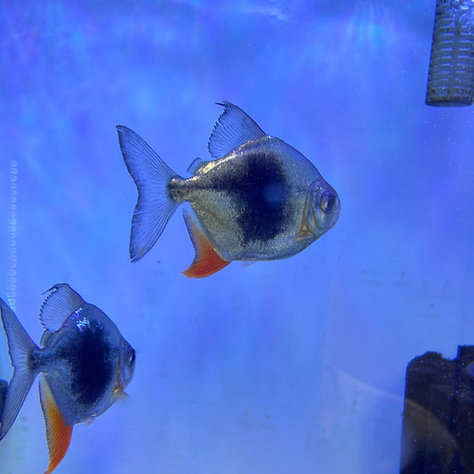 Black berry Silver Dollar