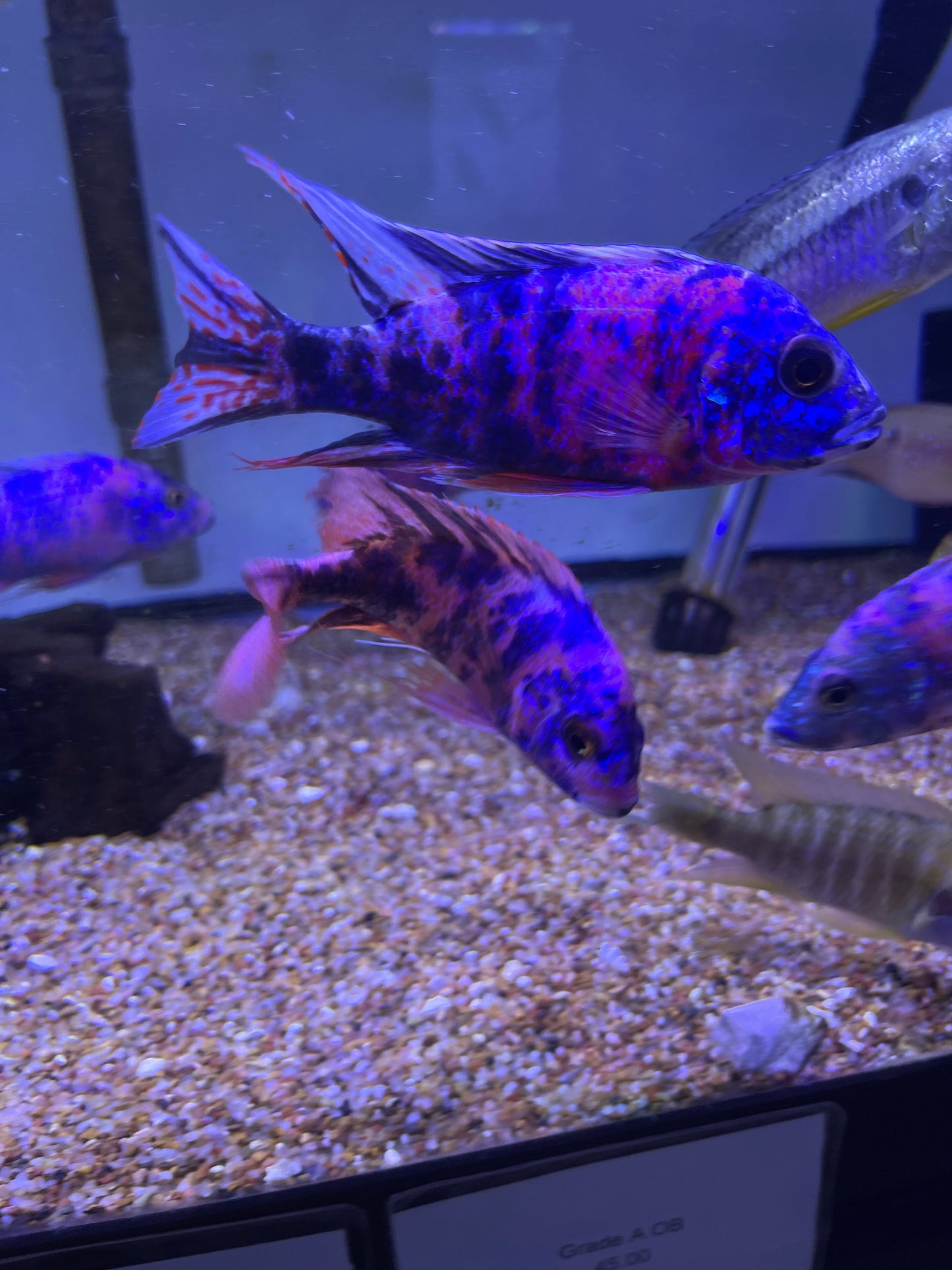 Fired up !! Ob Peacocks