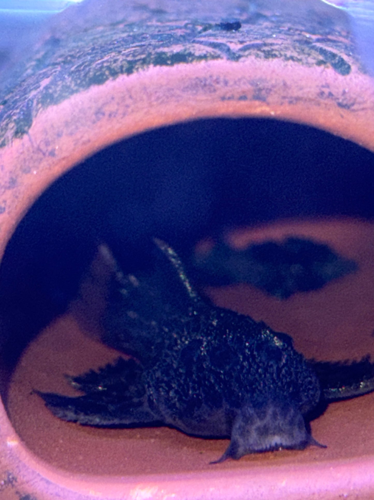 Baby L600 Leopard Cactus (Pseudacanthicus Leopardus)