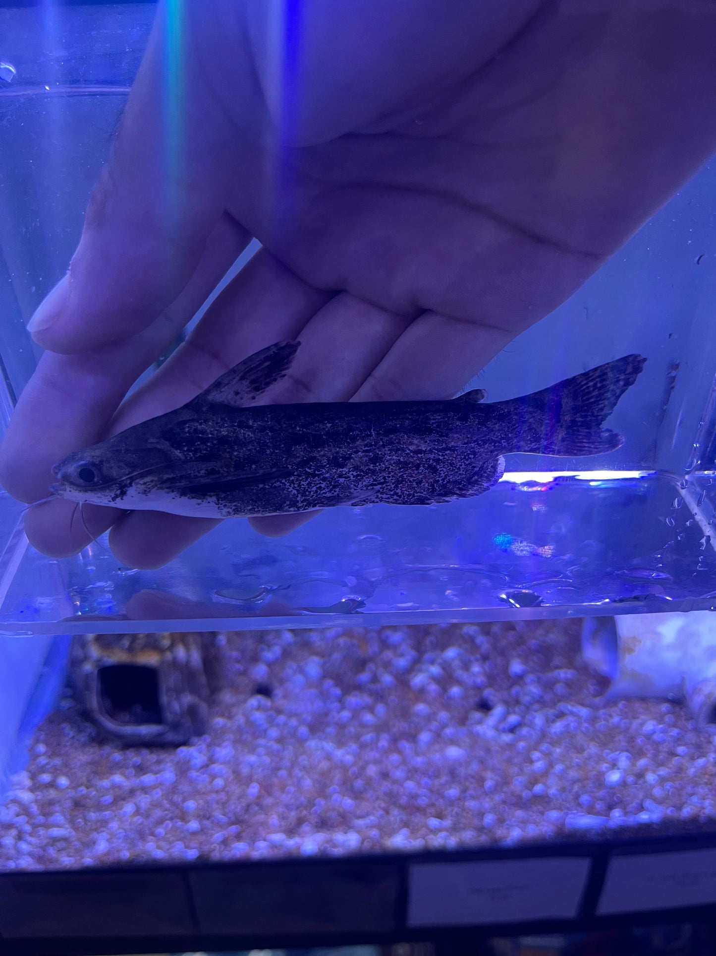 Driftwood Catfish (Trachelyopterus fisheri