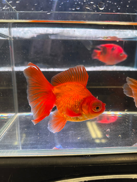 Butterfly Tail Fancy Goldfish