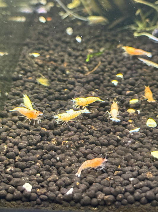 Golden Bee Shrimp