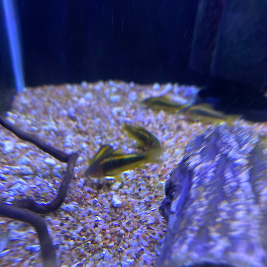Gold laser Cory (Corydoras sp. CW010), Tank-Bred!