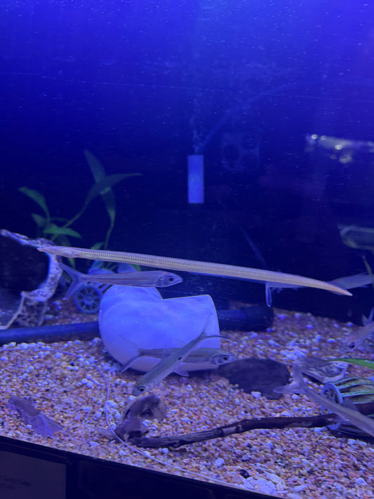 Super Rare Lamnostoma mindora Snake Eel