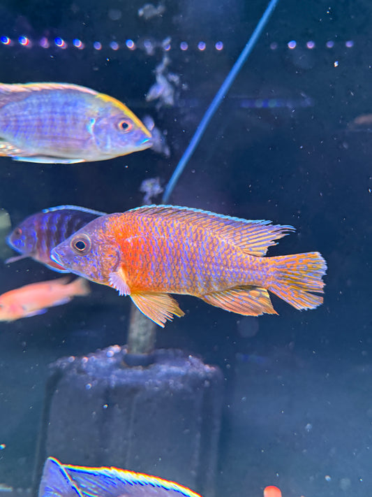 Red Shoulder Peacock Cichlid