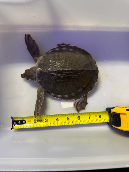 FLY RIVER TURTLE (CARETTOCHELYS INSCULPTA)
