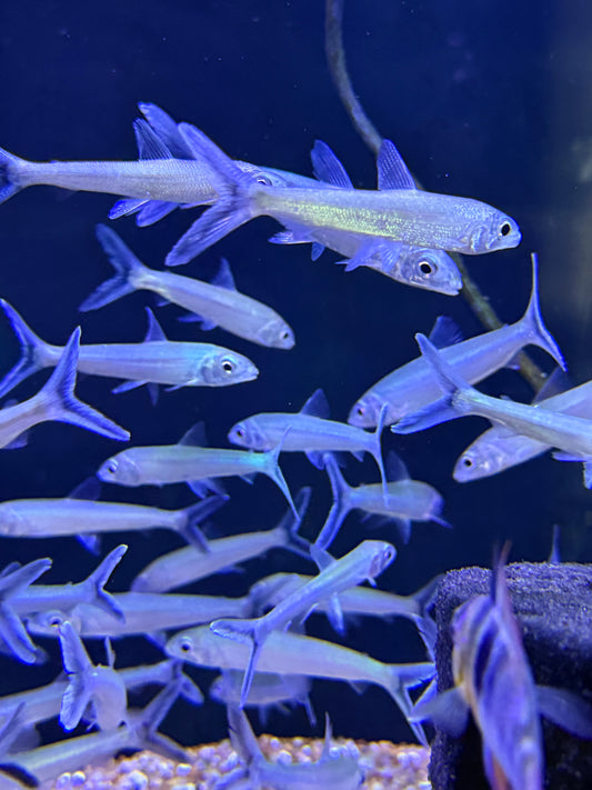 Argonectes longiceps Salton Characin