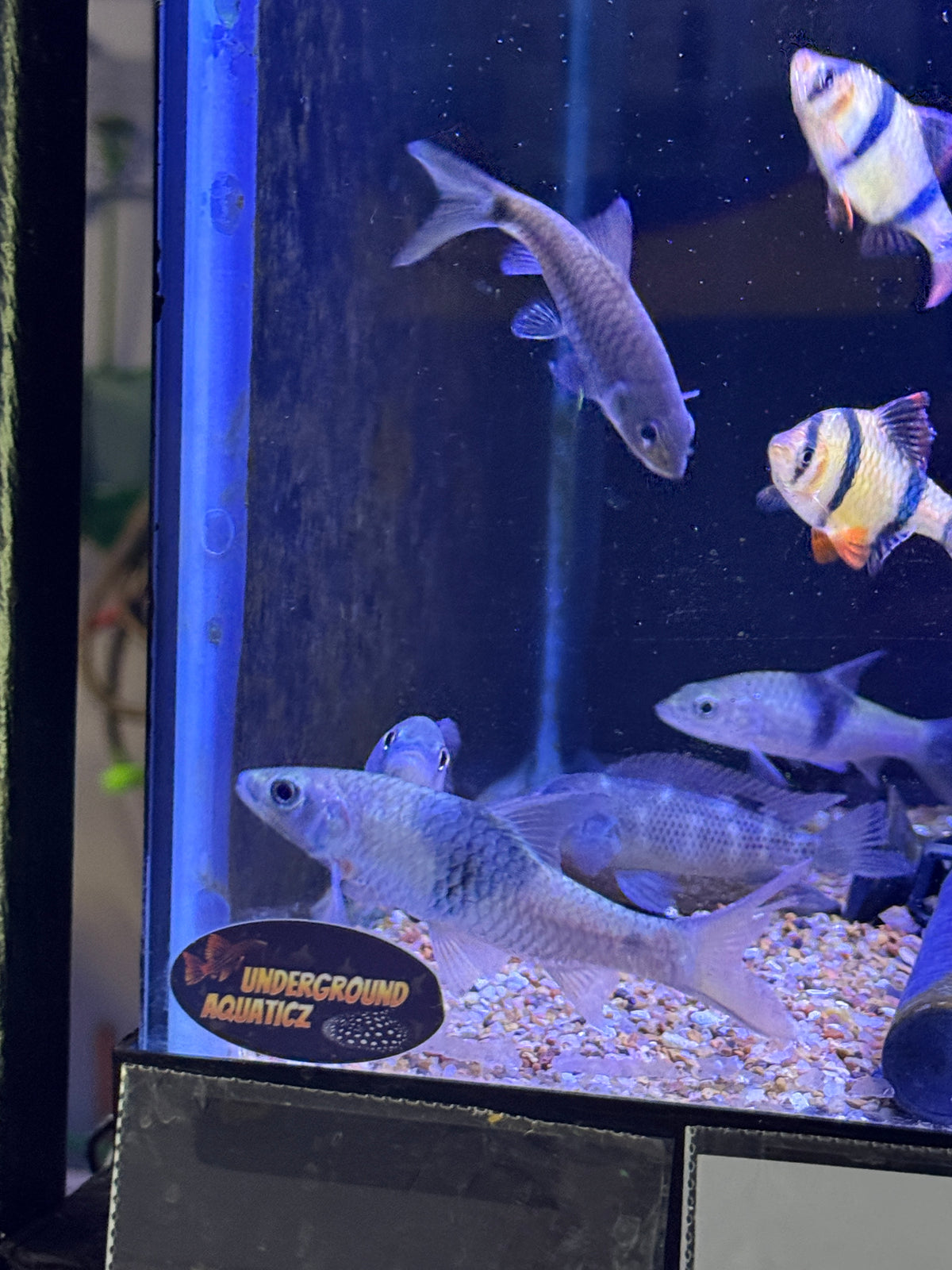 Sabah hampala barb Hampala sabana
