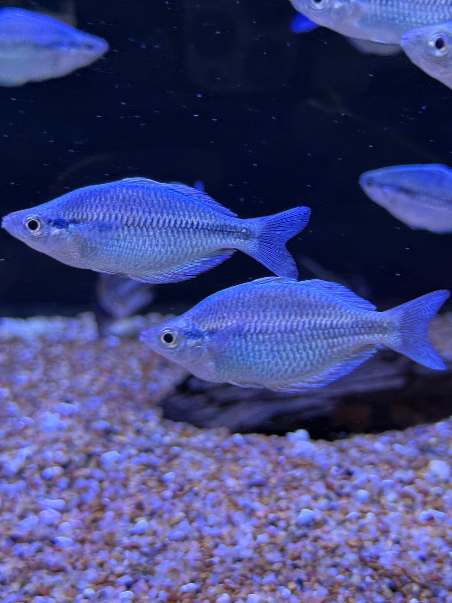 Melanotaenia kamaka
Kamaka Rainbowfish