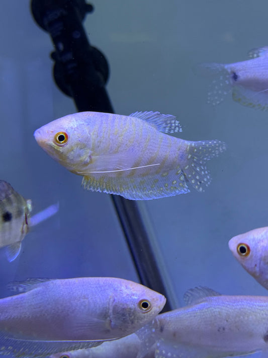 Gold Opaline Gourami