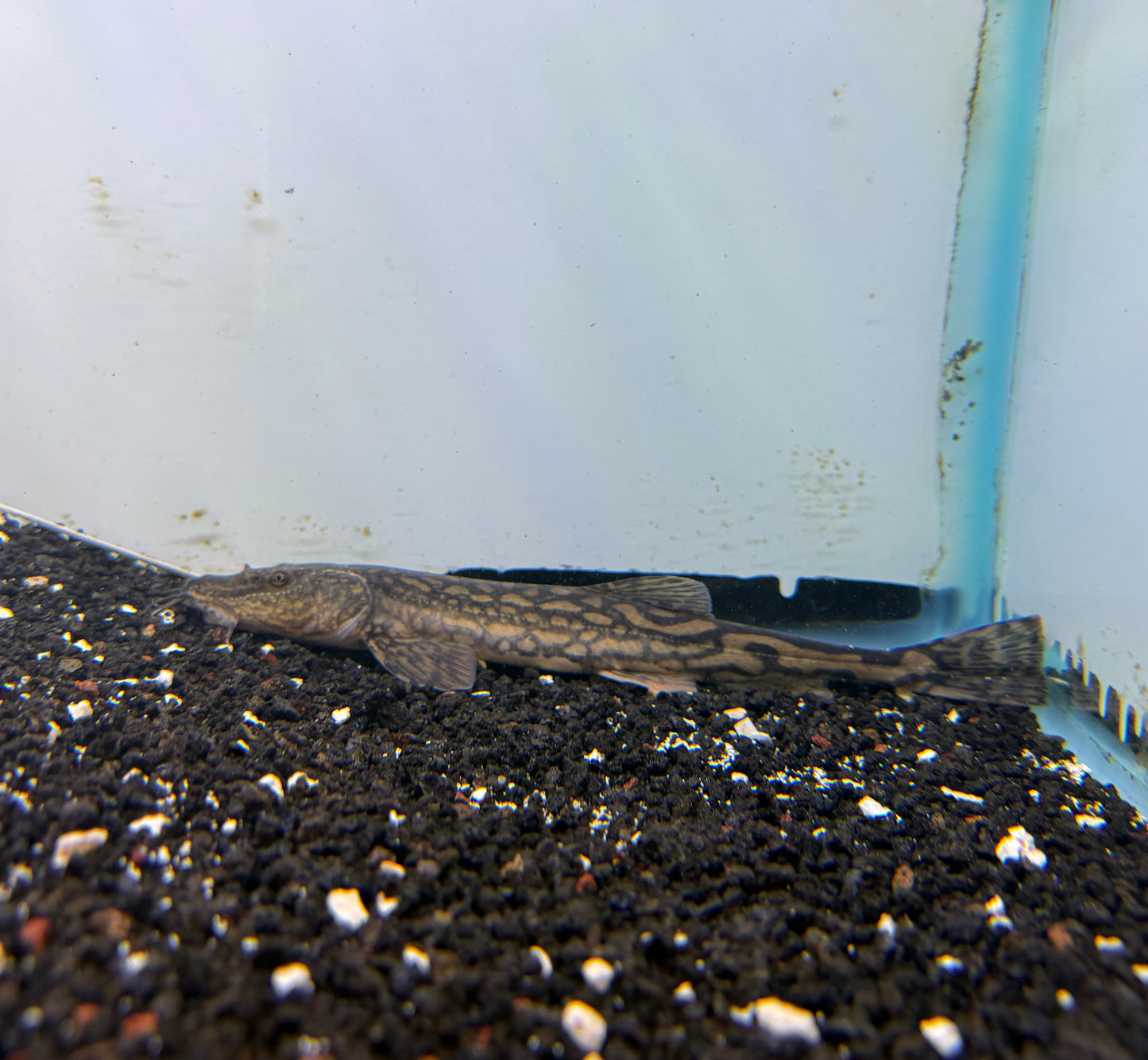Triplophysa siluroides Tiger Loach Stone Loach