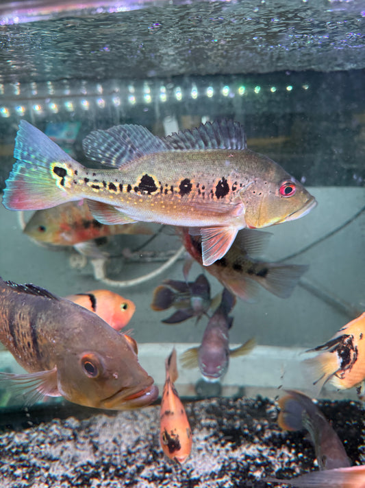 Orinoco Peacock Bass