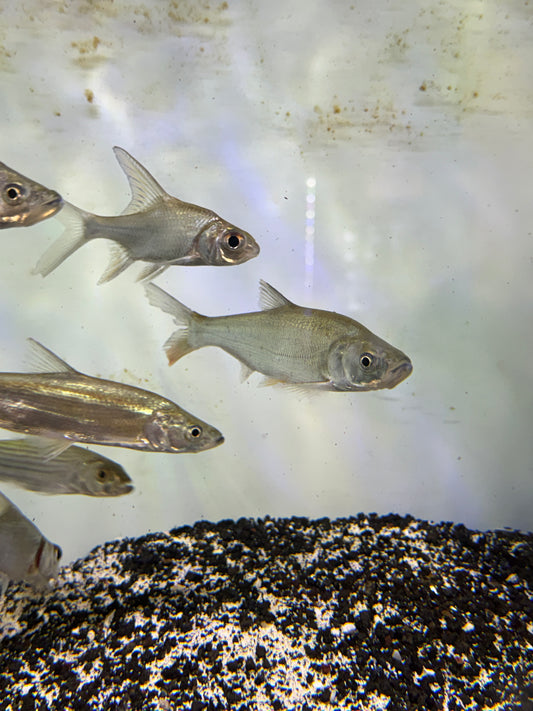 Mongolian redfin (Chanodichthys mongolicus)
