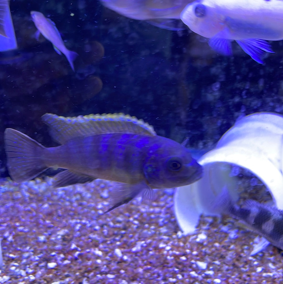 Metriaclima sp. 'red top gallireya'