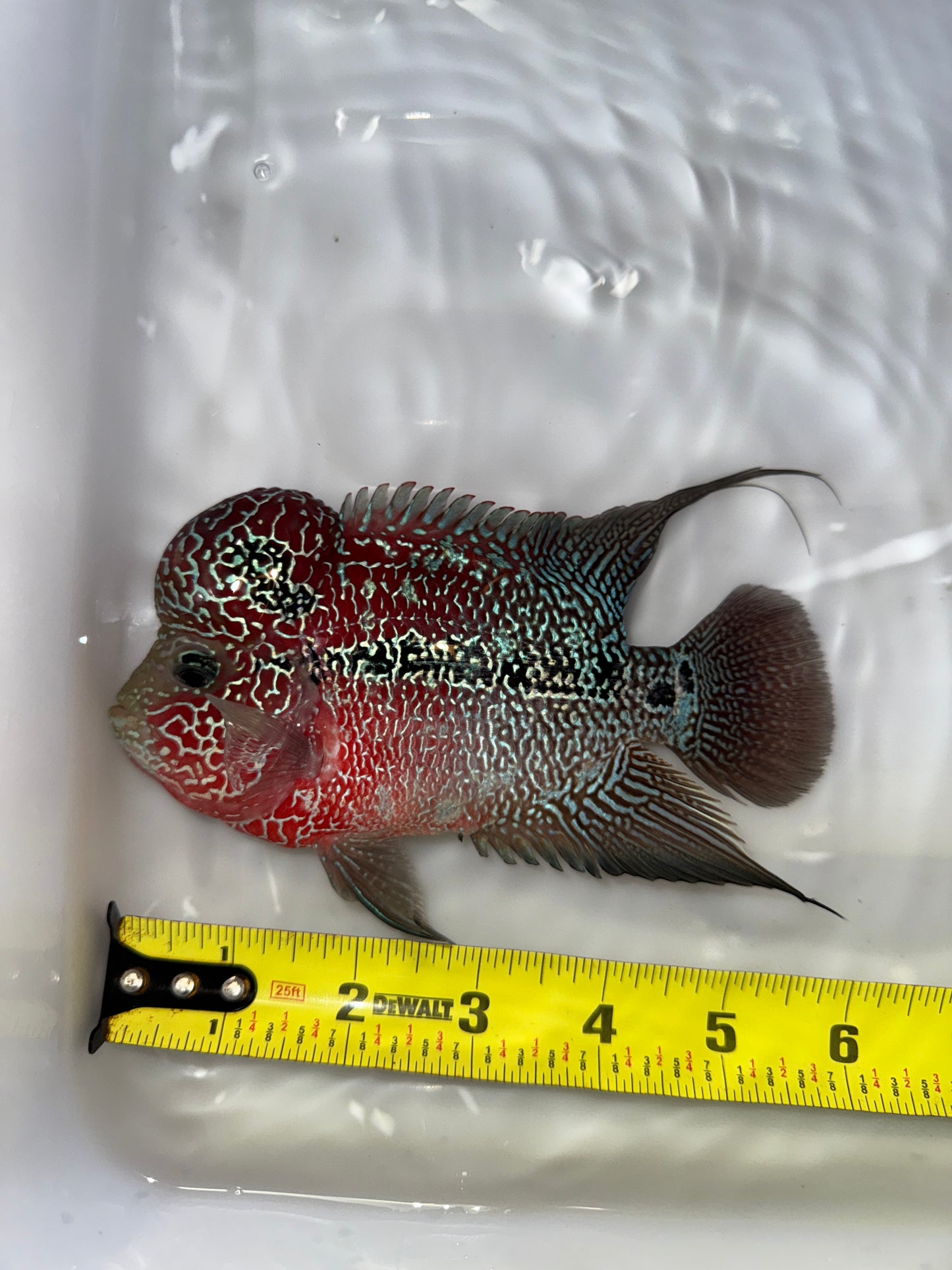 #4 Super Red Dragon Flower Horn