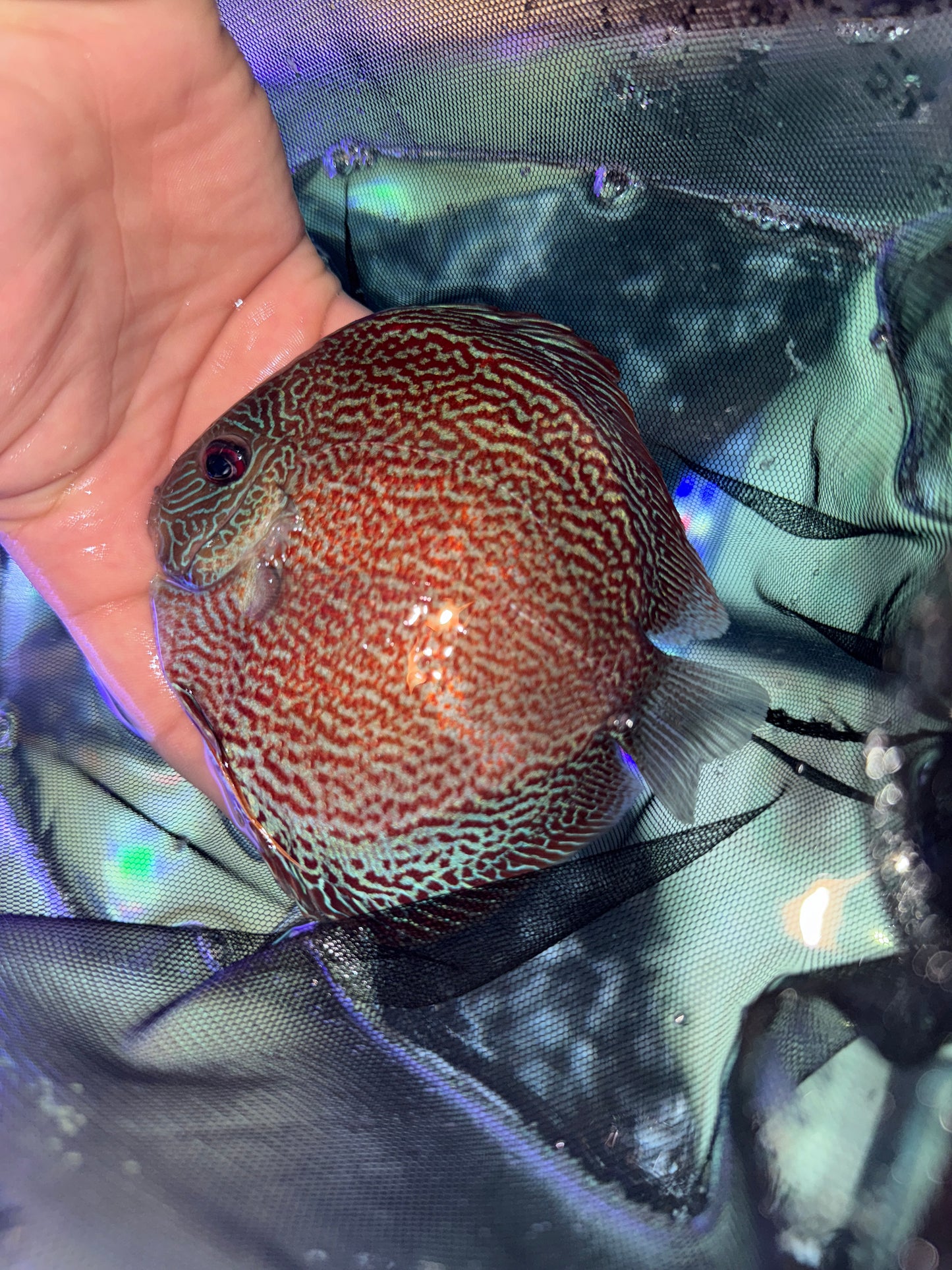 Full Spot Snake Skin Discus