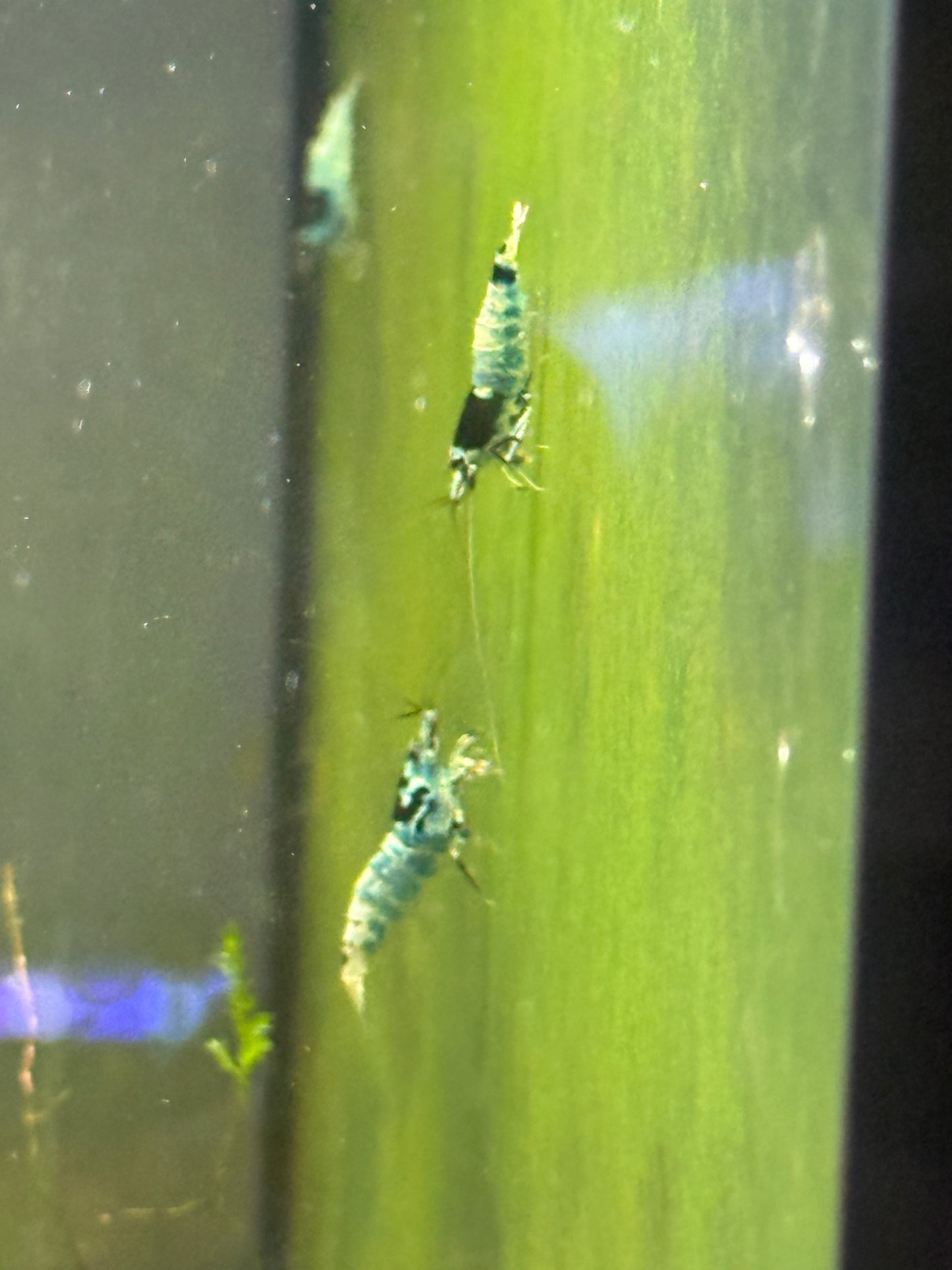 Shadow Black King Kong Caridina cantonensis