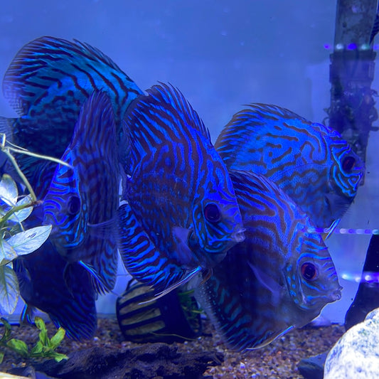 Blue Turquoise Discus
