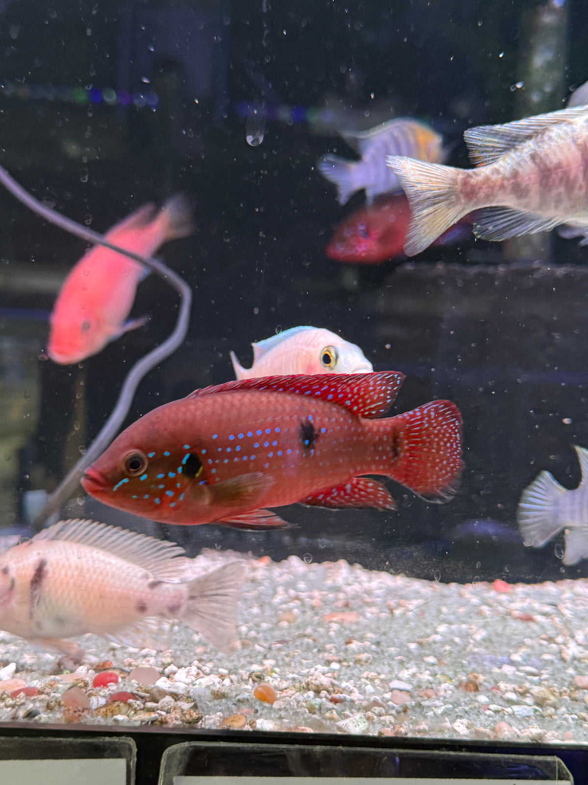 Turkana Jewel Cichlid ( Rubricatochromis exsul)