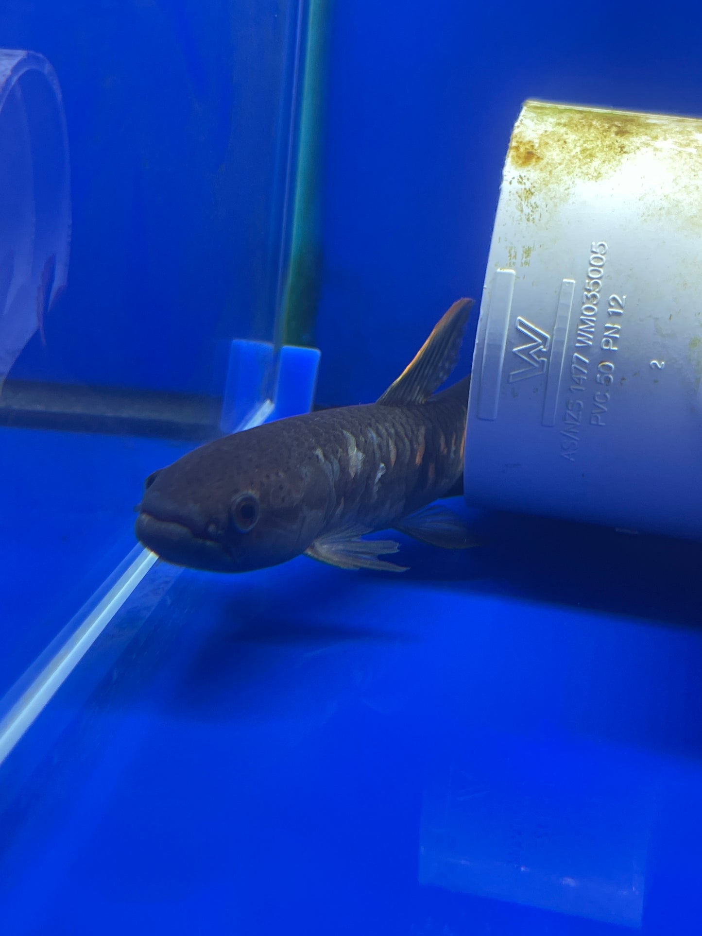 Rainbow Wolf Fish. Erythrinus erythrinus