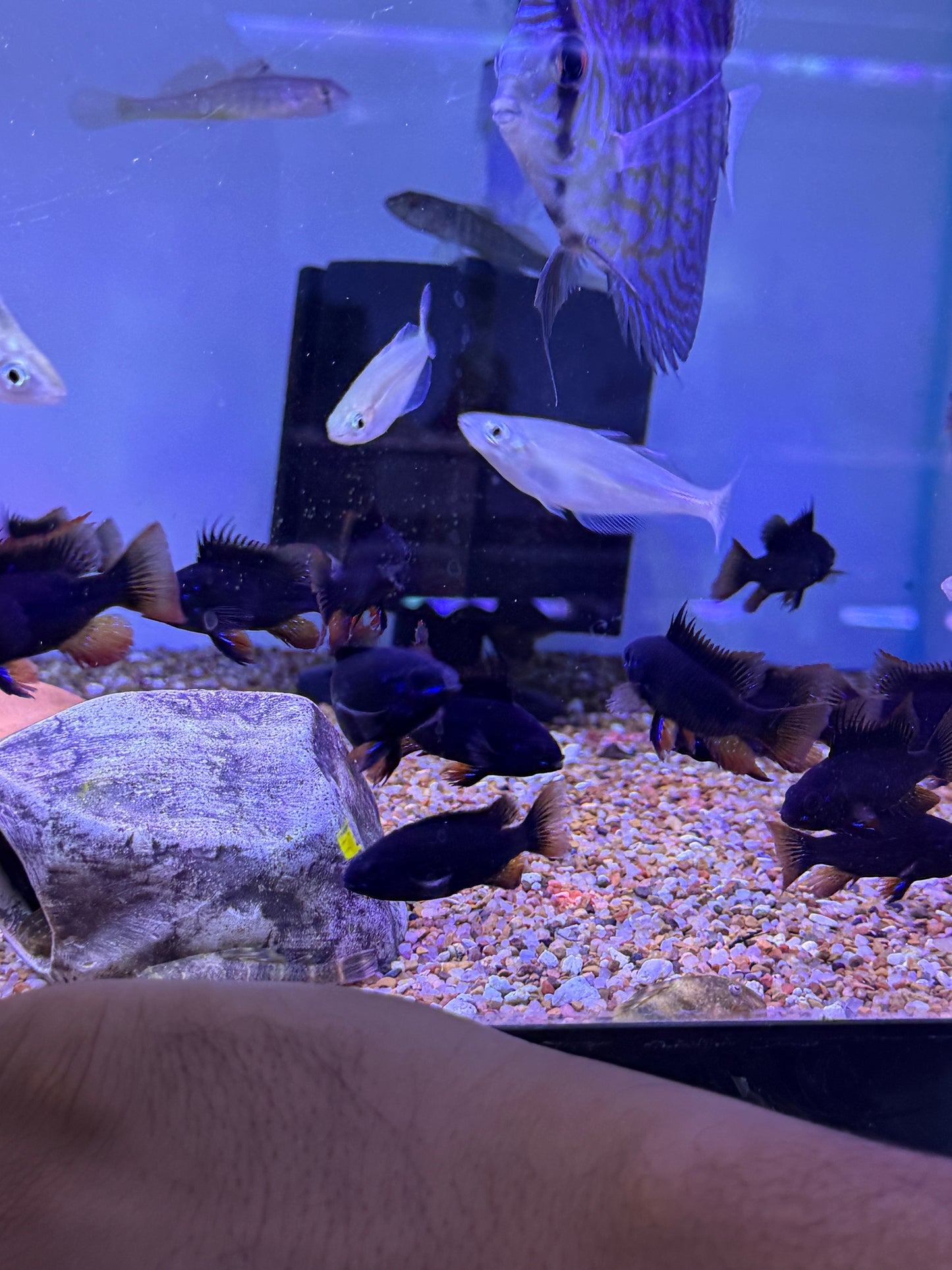 Black Knight Ram / Dark Knight German Black Ram (Mikrogeophagus Ramirezi)