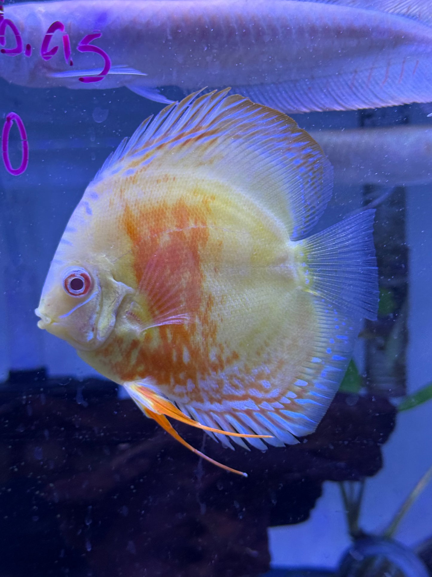 Albino Turquoise Discus