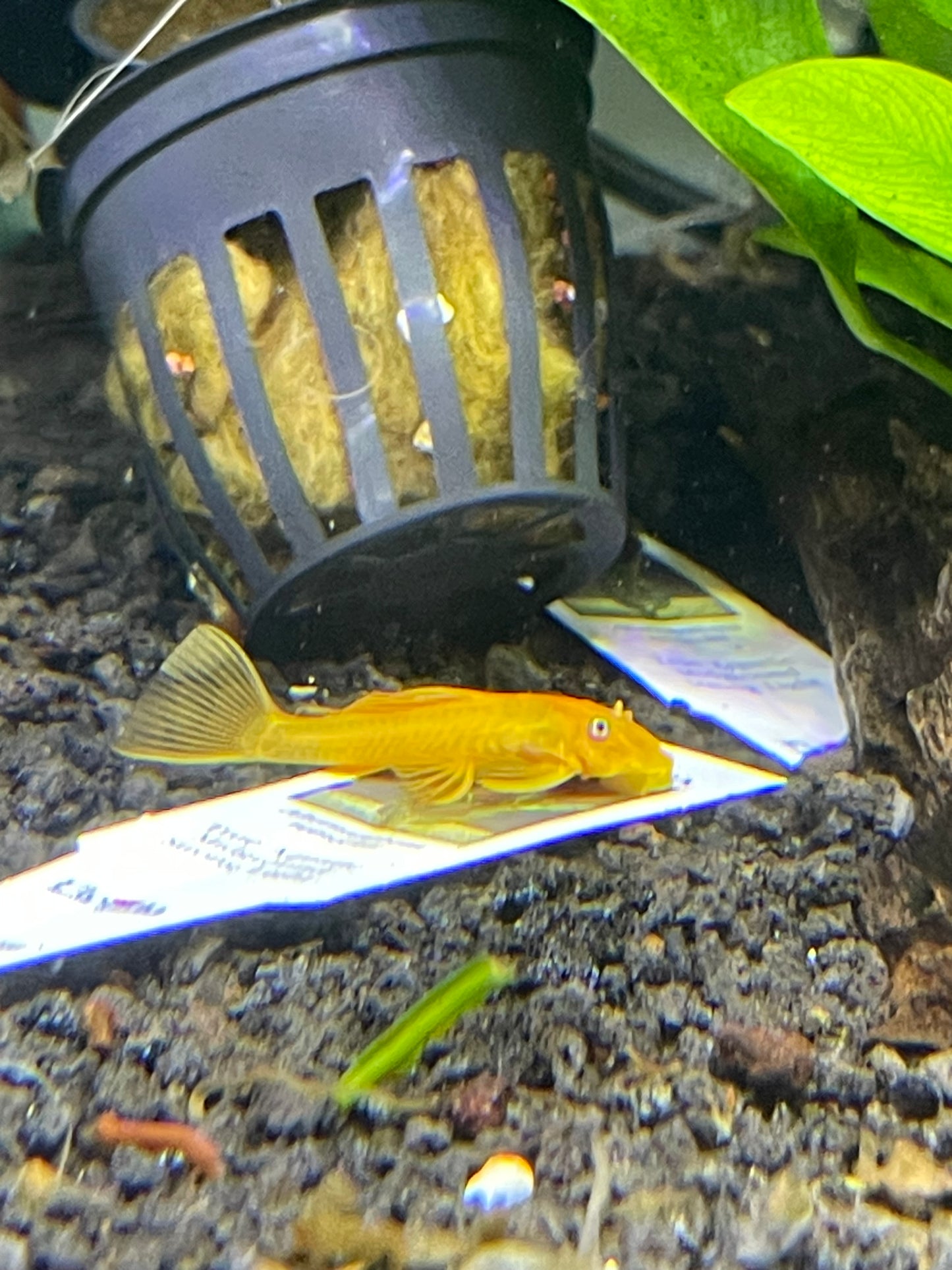 Lemon Blue Eye Bristle Nose