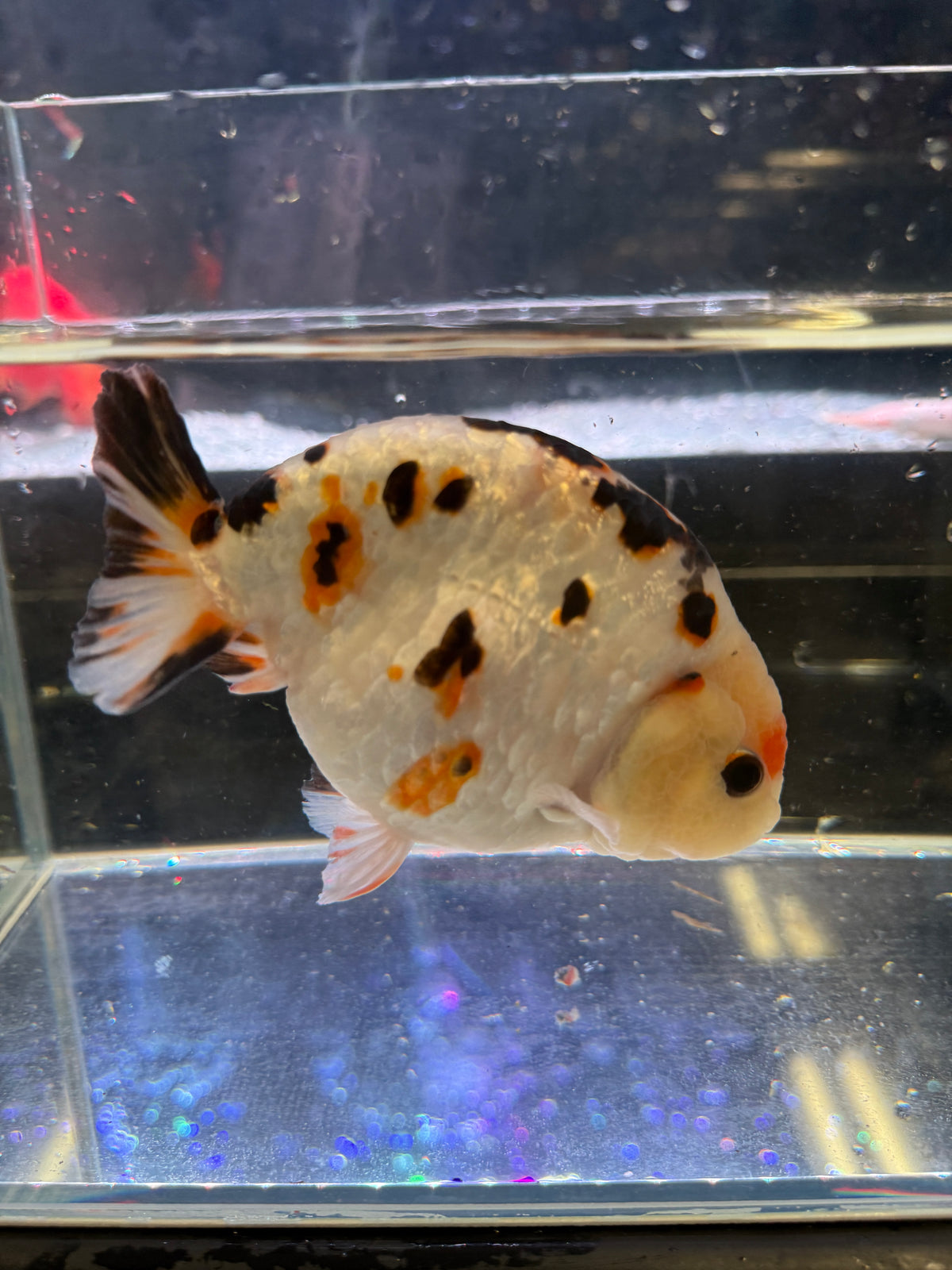 AAA Grade Live Chinese Milk Cow Ranchu