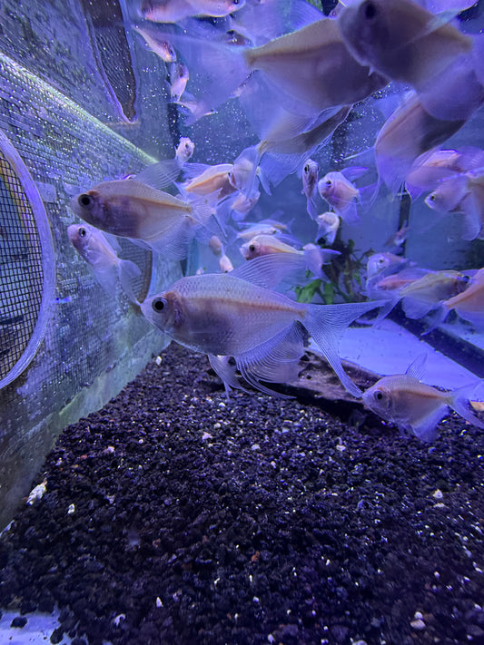 Longfin white skirt tetra