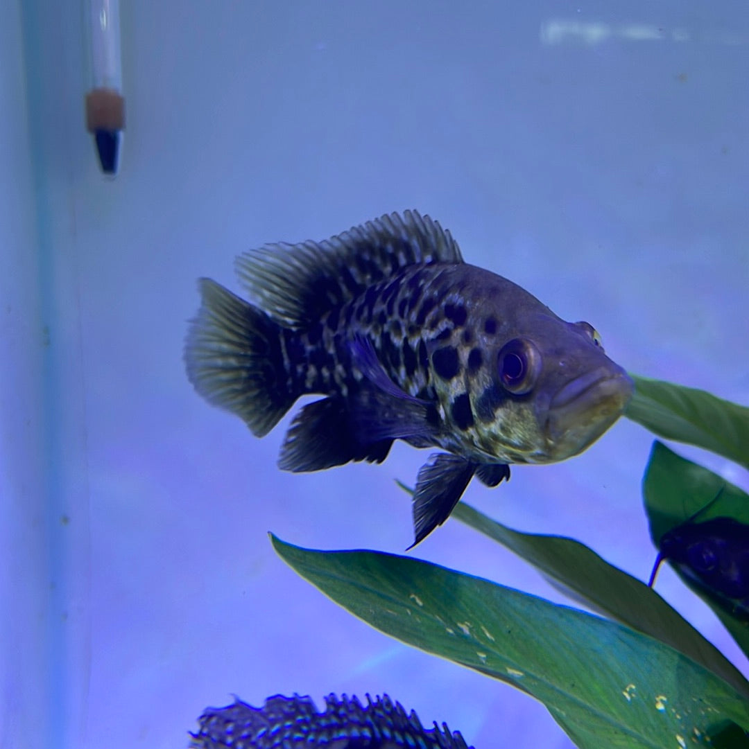 Jaguar Cichlid