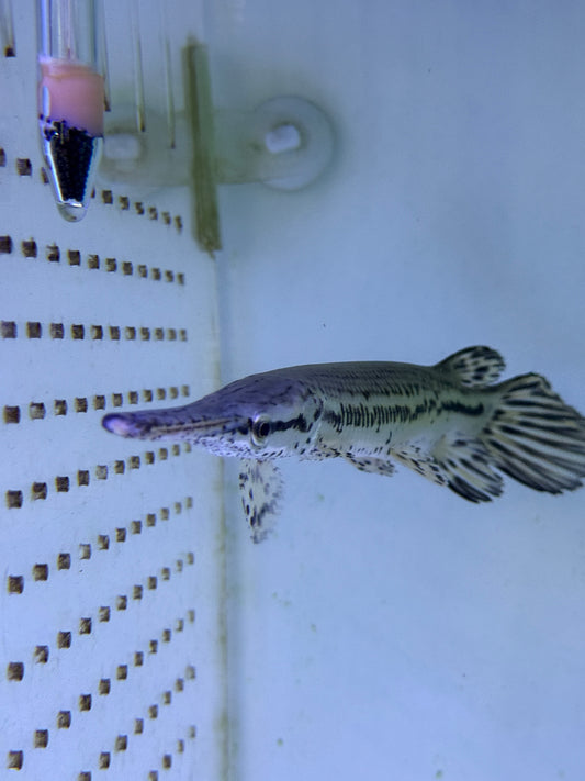 Tropical gar (Atractosteus tropicus)
