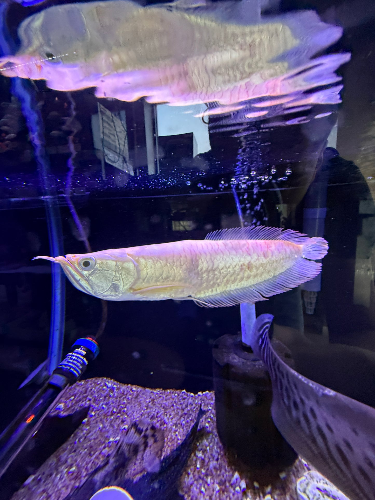 Semi short body Albino Arowana