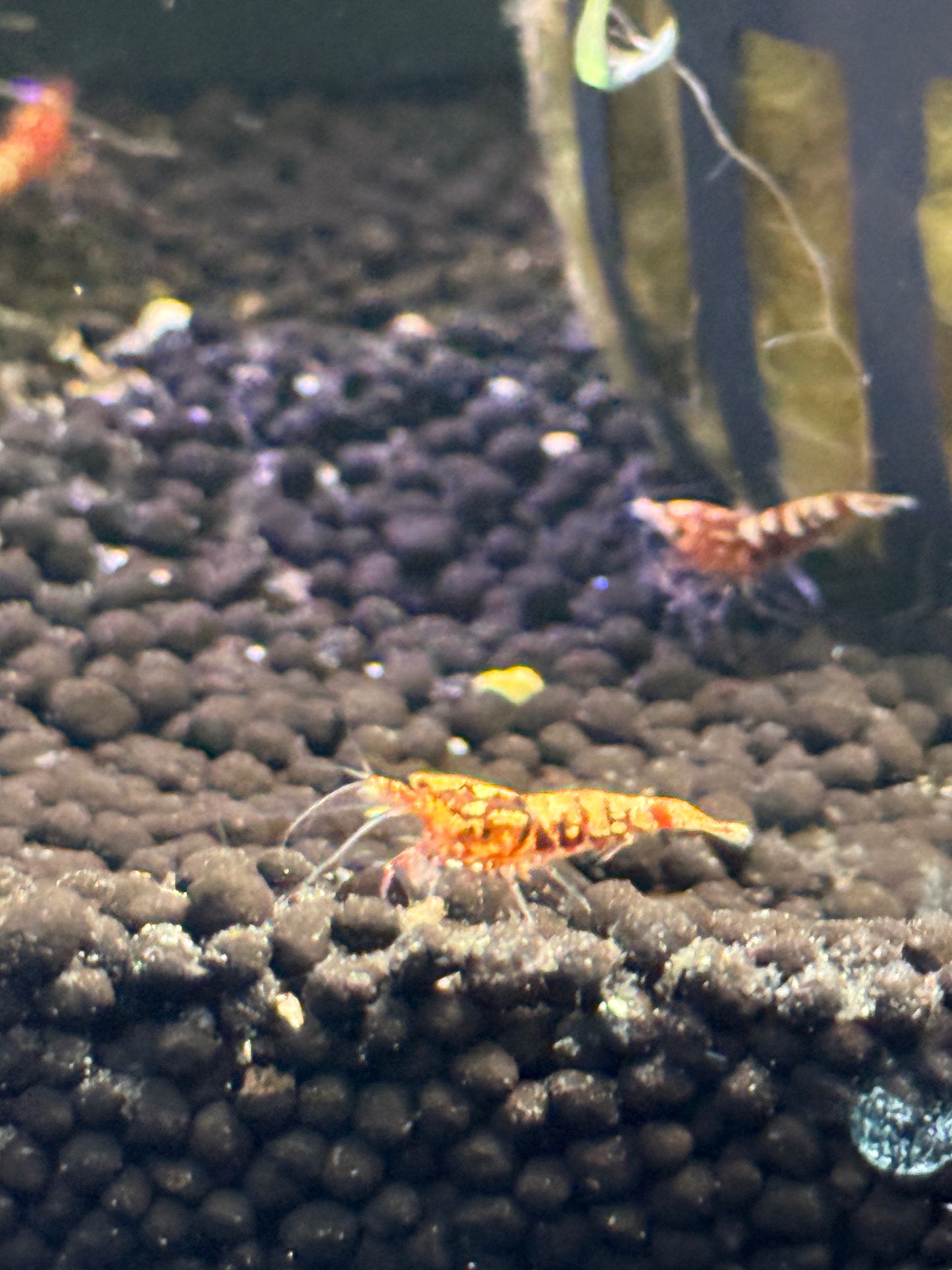 Red Galaxy Shrimp Caridina cantonensis