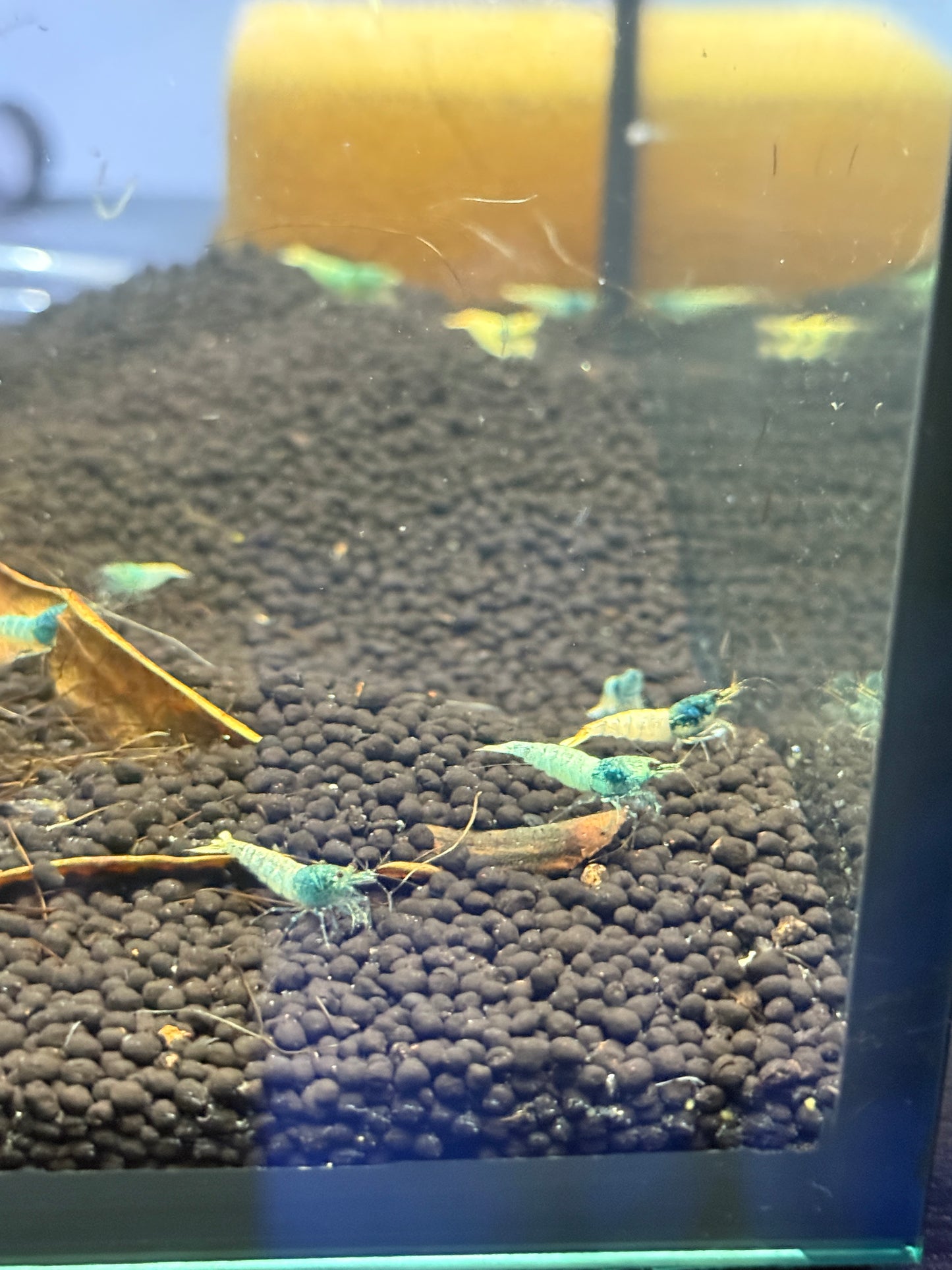 Blue bolt Shrimp Caridina cantonensis