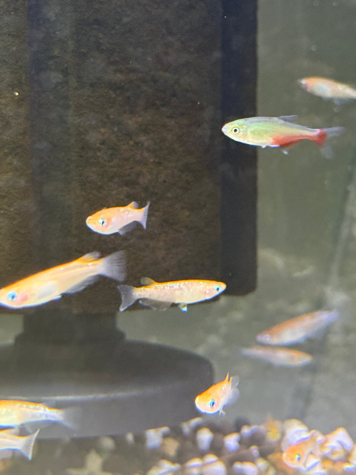 Medaka Rice Fish Red Emperor