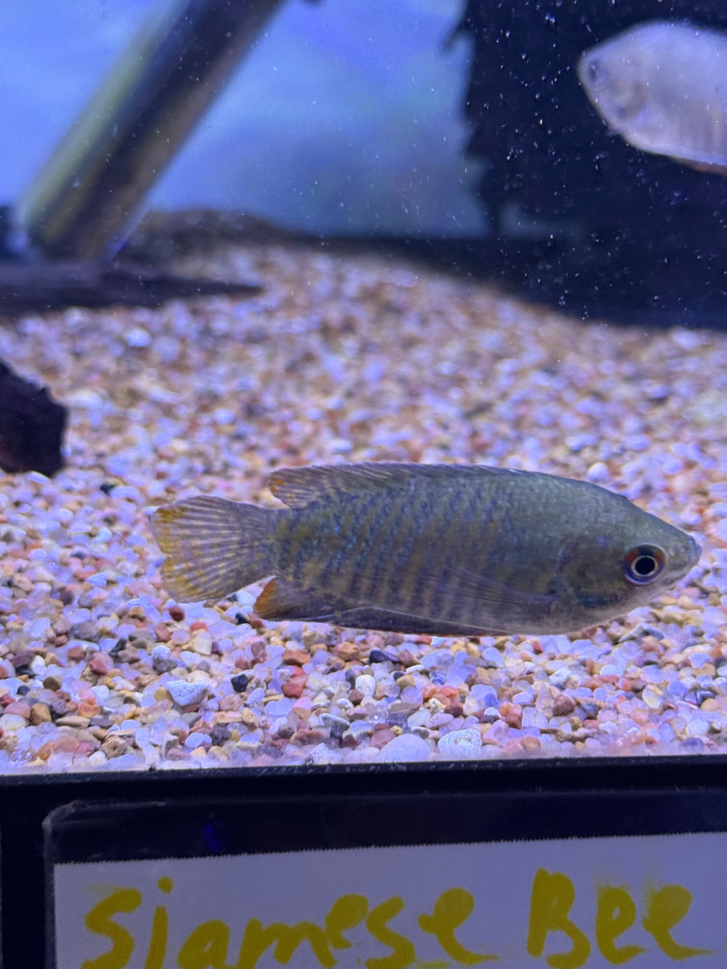 Trichogaster fasciata
Banded Gourami
