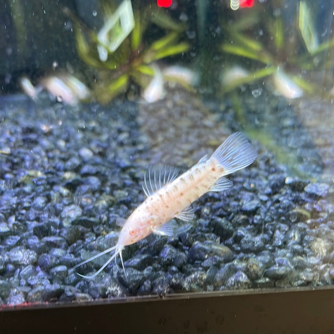 Albino Hoplo Catfish