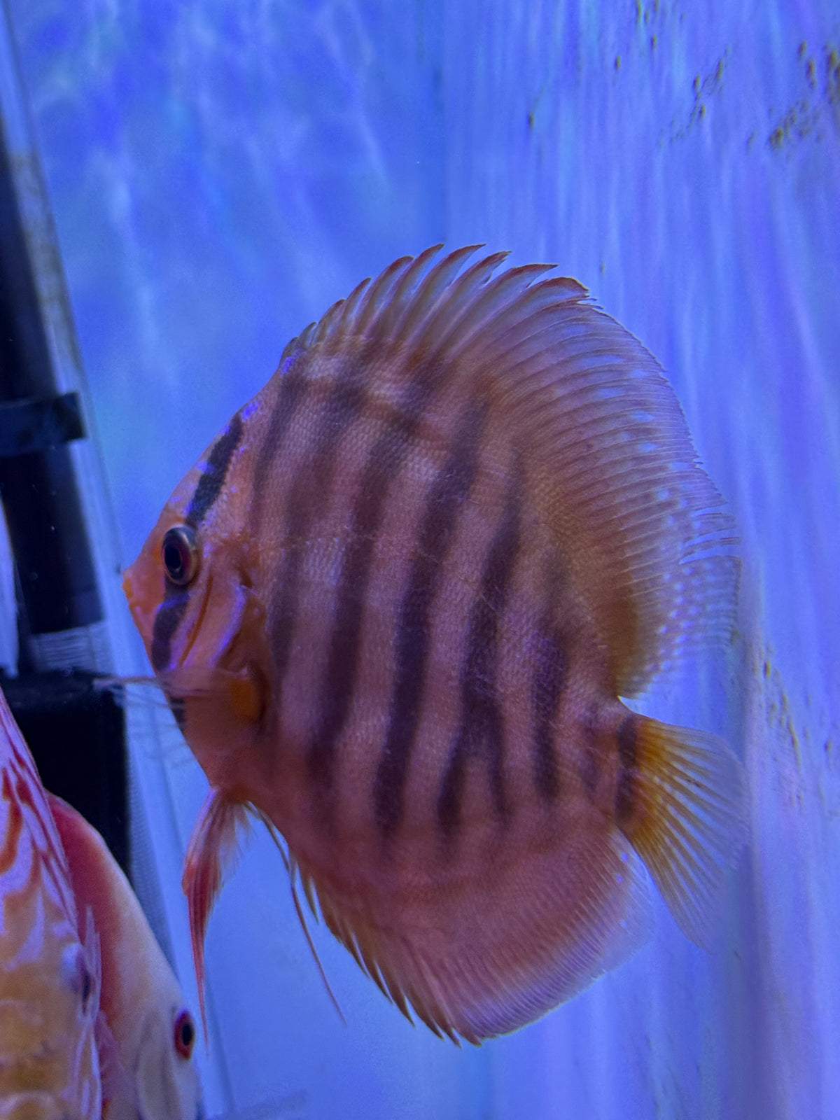 ALENQUER RED DISCUS FISH
