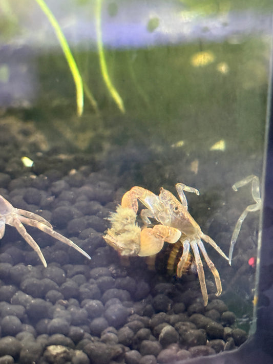 Freshwater Pom Pom Crab (Ptychognathus barbatus)