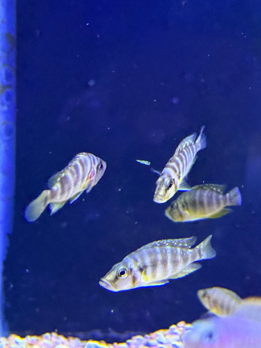 Altolamprologus compressiceps Red Fin