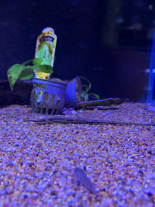 Twig Catfish (Farlowella acus)