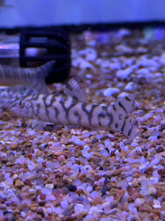 Killer deal !! Yoyo Loach (Botia Iohachata)